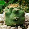 Matucana _pujupatii_ PH198.01_ 01